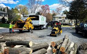 How Our Tree Care Process Works  in  Heidelberg, TX